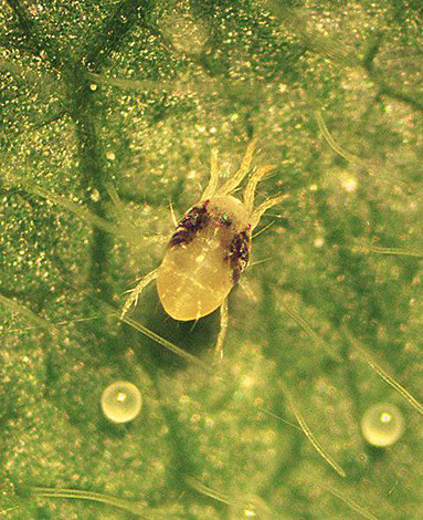 Acarien des fraisiers au microscope