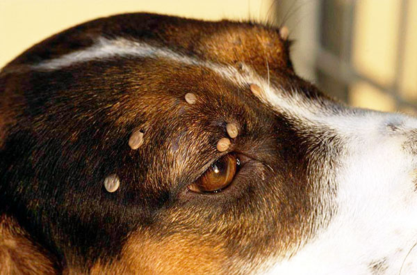 Nous déterminons comment agir correctement si une tique a mordu votre chien...