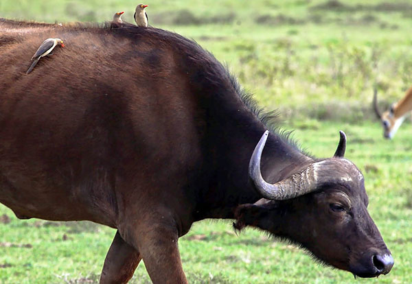 Les pique-bœufs trouvent des insectes sur les animaux