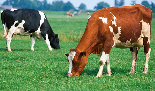 Une personne peut contracter l'encéphalite par le lait