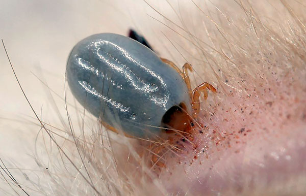 Les piqûres de certaines espèces de tiques peuvent provoquer une paralysie